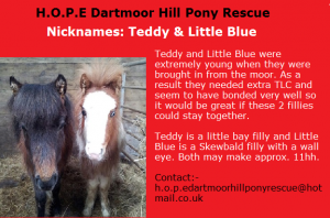 little blue and Teddy
