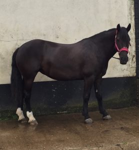 black-horse